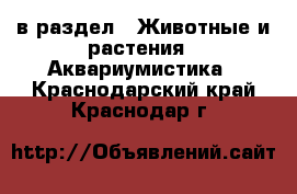  в раздел : Животные и растения » Аквариумистика . Краснодарский край,Краснодар г.